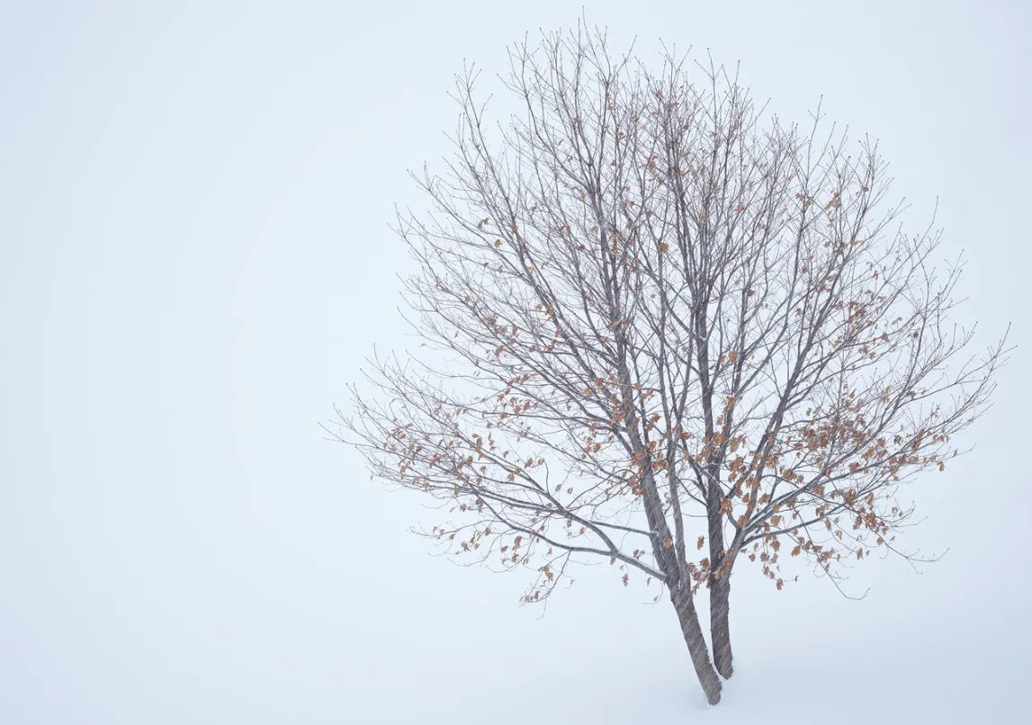 Winter Leaves and Snow